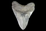 Serrated, Fossil Megalodon Tooth - Georgia #101481-2